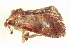  (Elusa rufescens - BIOUG09048-C01)  @14 [ ] CreativeCommons - Attribution (2014) CBG Photography Group Centre for Biodiversity Genomics