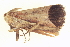  ( - BIOUG09048-D01)  @12 [ ] CreativeCommons - Attribution (2014) CBG Photography Group Centre for Biodiversity Genomics