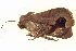  (Dyrzela tumidimacula - BIOUG09048-F08)  @12 [ ] CreativeCommons - Attribution (2014) CBG Photography Group Centre for Biodiversity Genomics