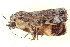  ( - BIOUG09048-F10)  @14 [ ] CreativeCommons - Attribution (2014) CBG Photography Group Centre for Biodiversity Genomics