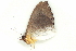  ( - BIOUG09048-H01)  @12 [ ] CreativeCommons - Attribution (2014) CBG Photography Group Centre for Biodiversity Genomics