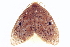  ( - BIOUG09601-A12)  @13 [ ] CreativeCommons - Attribution (2014) CBG Photography Group Centre for Biodiversity Genomics