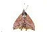  (Pterocyclophora ridleyi - BIOUG10081-G09)  @14 [ ] CreativeCommons - Attribution (2014) CBG Photography Group Centre for Biodiversity Genomics