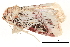  ( - BIOUG10081-G11)  @13 [ ] CreativeCommons - Attribution (2014) CBG Photography Group Centre for Biodiversity Genomics