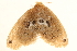  (Artaxa perplexa - BIOUG10081-H02)  @13 [ ] CreativeCommons - Attribution (2014) CBG Photography Group Centre for Biodiversity Genomics