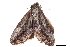  (Odontodes pallidifimbria - BIOUG12334-F02)  @13 [ ] CreativeCommons - Attribution (2014) CBG Photography Group Centre for Biodiversity Genomics