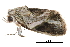  ( - BIOUG12334-F11)  @14 [ ] CreativeCommons - Attribution (2014) CBG Photography Group Centre for Biodiversity Genomics