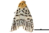  ( - BIOUG12334-F12)  @12 [ ] CreativeCommons - Attribution (2014) CBG Photography Group Centre for Biodiversity Genomics