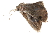  ( - BIOUG12334-G01)  @12 [ ] CreativeCommons - Attribution (2014) CBG Photography Group Centre for Biodiversity Genomics