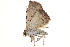  ( - BIOUG12334-G05)  @12 [ ] CreativeCommons - Attribution (2014) CBG Photography Group Centre for Biodiversity Genomics