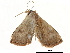  (Anachrostis - BIOUG12334-G06)  @13 [ ] CreativeCommons - Attribution (2014) CBG Photography Group Centre for Biodiversity Genomics