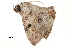  ( - BIOUG12334-G11)  @12 [ ] CreativeCommons - Attribution (2014) CBG Photography Group Centre for Biodiversity Genomics
