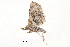  ( - BIOUG12334-G12)  @12 [ ] CreativeCommons - Attribution (2014) CBG Photography Group Centre for Biodiversity Genomics