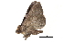  ( - BIOUG12334-H10)  @12 [ ] CreativeCommons - Attribution (2014) CBG Photography Group Centre for Biodiversity Genomics