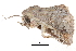  ( - BIOUG14383-A07)  @12 [ ] CreativeCommons - Attribution (2014) CBG Photography Group Centre for Biodiversity Genomics