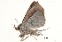  (Condate - BIOUG14383-C01)  @12 [ ] CreativeCommons - Attribution (2014) CBG Photography Group Centre for Biodiversity Genomics