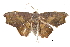  (Laspeyria adusta - BIOUG14383-C04)  @14 [ ] CreativeCommons - Attribution (2014) CBG Photography Group Centre for Biodiversity Genomics