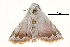  (Eublemma barlowi - BIOUG14383-D07)  @14 [ ] CreativeCommons - Attribution (2014) CBG Photography Group Centre for Biodiversity Genomics