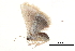  (Enispa flavicincta - BIOUG14383-E10)  @13 [ ] CreativeCommons - Attribution (2014) CBG Photography Group Centre for Biodiversity Genomics