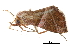  ( - BIOUG14383-F10)  @12 [ ] CreativeCommons - Attribution (2014) CBG Photography Group Centre for Biodiversity Genomics
