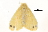  (Artaxa digramma - BIOUG14383-G09)  @13 [ ] CreativeCommons - Attribution (2014) CBG Photography Group Centre for Biodiversity Genomics