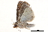  (Rivula monorena - BIOUG14383-G11)  @12 [ ] CreativeCommons - Attribution (2014) CBG Photography Group Centre for Biodiversity Genomics