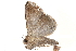  ( - BIOUG14383-G12)  @12 [ ] CreativeCommons - Attribution (2014) CBG Photography Group Centre for Biodiversity Genomics