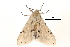  (Spilosoma punctata - BIOUG14383-H10)  @14 [ ] CreativeCommons - Attribution (2014) CBG Photography Group Centre for Biodiversity Genomics