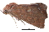  (Arthisma mutilata - BIOUG13431-A10)  @12 [ ] CreativeCommons - Attribution (2014) CBG Photography Group Centre for Biodiversity Genomics