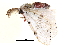  ( - BIOUG13431-A12)  @13 [ ] CreativeCommons - Attribution (2014) CBG Photography Group Centre for Biodiversity Genomics