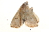  ( - BIOUG13431-B03)  @12 [ ] CreativeCommons - Attribution (2014) CBG Photography Group Centre for Biodiversity Genomics