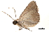 ( - BIOUG13431-B12)  @11 [ ] CreativeCommons - Attribution (2014) CBG Photography Group Centre for Biodiversity Genomics