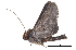  ( - BIOUG13431-D10)  @12 [ ] CreativeCommons - Attribution (2014) CBG Photography Group Centre for Biodiversity Genomics