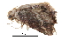  ( - BIOUG13431-G08)  @12 [ ] CreativeCommons - Attribution (2014) CBG Photography Group Centre for Biodiversity Genomics