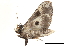  ( - BIOUG13431-H02)  @14 [ ] CreativeCommons - Attribution (2014) CBG Photography Group Centre for Biodiversity Genomics