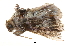  ( - BIOUG13431-H07)  @11 [ ] CreativeCommons - Attribution (2014) CBG Photography Group Centre for Biodiversity Genomics