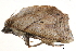  (Pterogonia aurigutta - BIOUG13431-H08)  @12 [ ] CreativeCommons - Attribution (2014) CBG Photography Group Centre for Biodiversity Genomics
