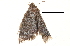  (Enispodes - BIOUG13431-H11)  @12 [ ] CreativeCommons - Attribution (2014) CBG Photography Group Centre for Biodiversity Genomics