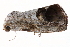  ( - BIOUG14394-E08)  @12 [ ] CreativeCommons - Attribution (2014) CBG Photography Group Centre for Biodiversity Genomics