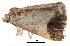  ( - BIOUG13574-F02)  @12 [ ] CreativeCommons - Attribution (2014) CBG Photography Group Centre for Biodiversity Genomics