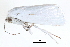  (Chasmina sundana - BIOUG14394-F07)  @13 [ ] CreativeCommons - Attribution (2014) CBG Photography Group Centre for Biodiversity Genomics