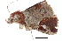  (Tamba magniplaga - BIOUG14394-G02)  @14 [ ] CreativeCommons - Attribution (2014) CBG Photography Group Centre for Biodiversity Genomics