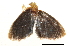  ( - BIOUG13574-G06)  @12 [ ] CreativeCommons - Attribution (2014) CBG Photography Group Centre for Biodiversity Genomics