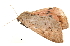  ( - BIOUG13574-G11)  @12 [ ] CreativeCommons - Attribution (2014) CBG Photography Group Centre for Biodiversity Genomics