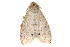  ( - BIOUG14394-A04)  @12 [ ] CreativeCommons - Attribution (2014) CBG Photography Group Centre for Biodiversity Genomics