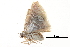  ( - BIOUG14394-B01)  @12 [ ] CreativeCommons - Attribution (2014) CBG Photography Group Centre for Biodiversity Genomics