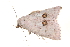  (Trichoblemma - BIOUG14394-B11)  @14 [ ] CreativeCommons - Attribution (2014) CBG Photography Group Centre for Biodiversity Genomics