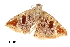  (Eublemma ignefusa - BIOUG20781-E01)  @13 [ ] CreativeCommons - Attribution (2015) CBG Photography Group Centre for Biodiversity Genomics