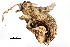  ( - BIOUG20781-E02)  @12 [ ] CreativeCommons - Attribution (2015) CBG Photography Group Centre for Biodiversity Genomics