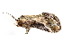  ( - BIOUG20781-F01)  @14 [ ] CreativeCommons - Attribution (2015) CBG Photography Group Centre for Biodiversity Genomics